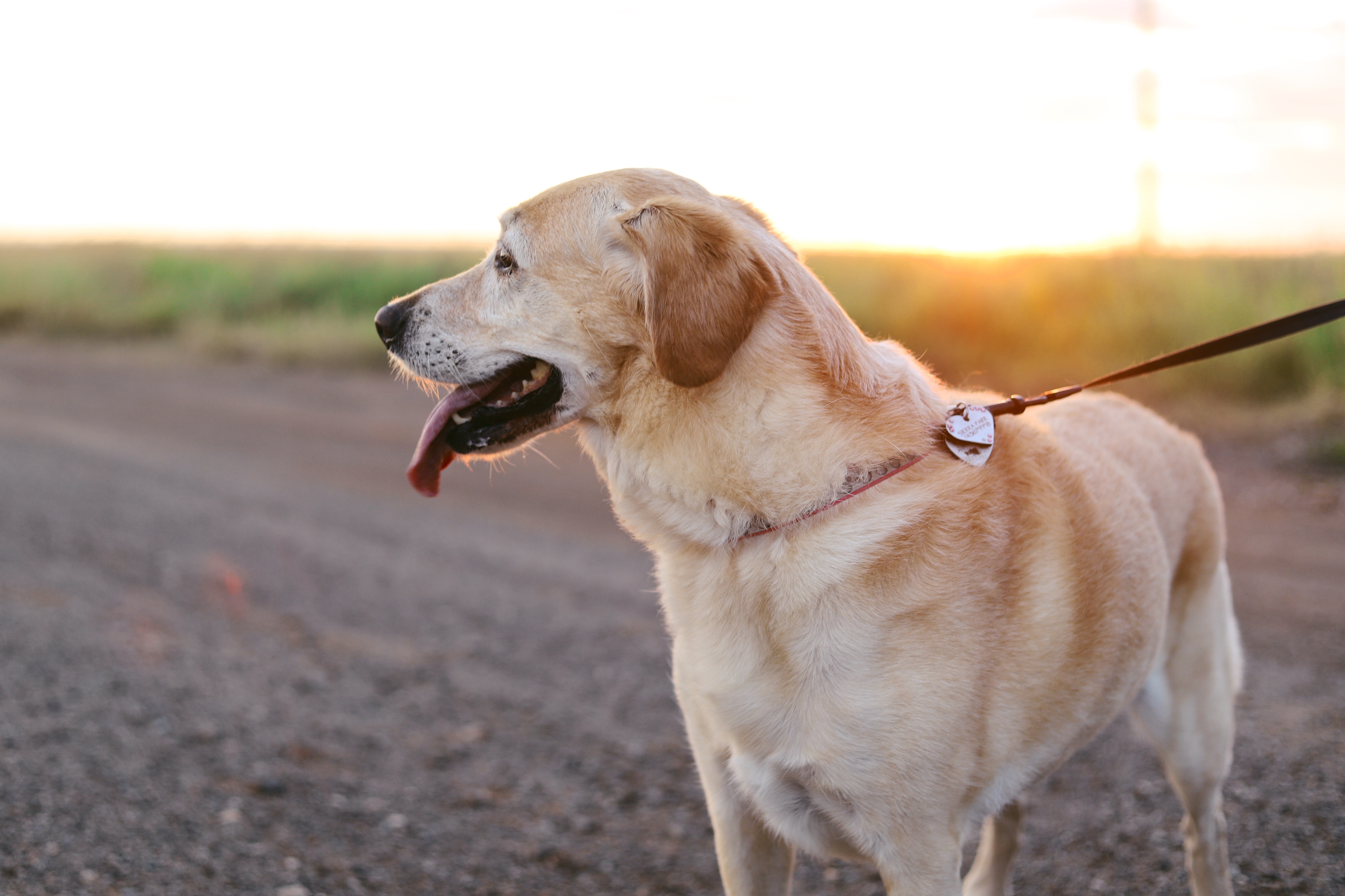 Hund i natur.