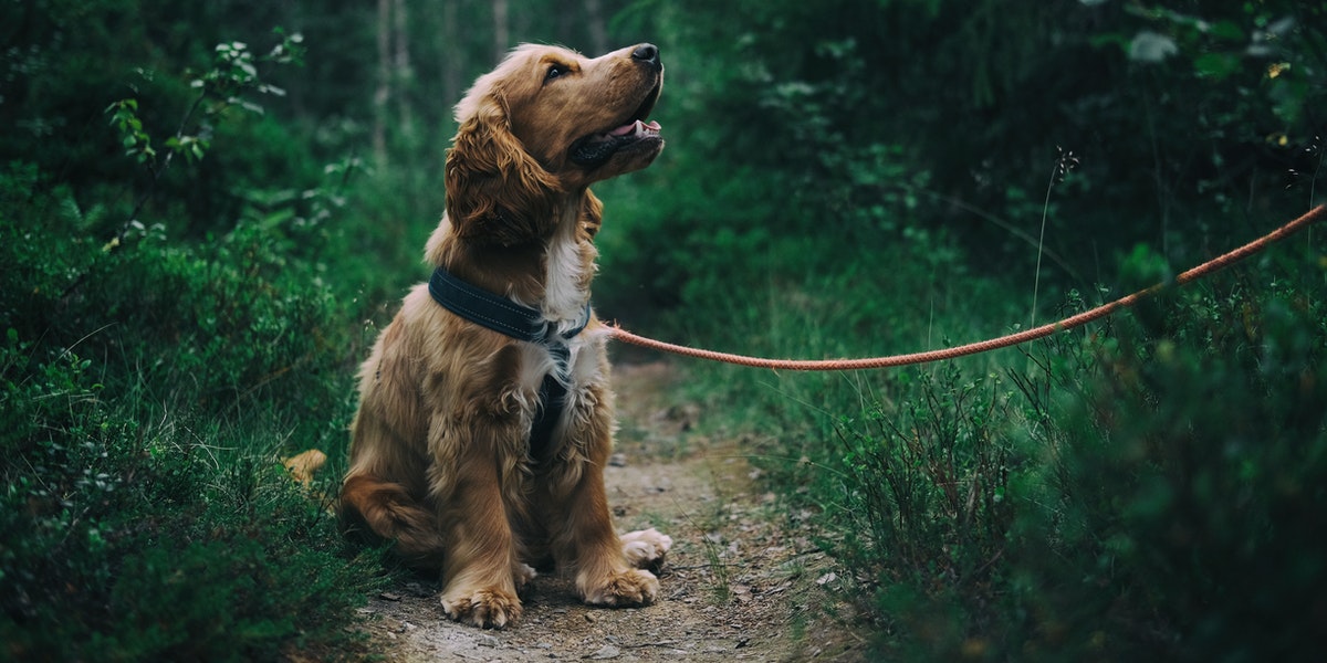 Bilde som viser Cocker Spaniel-hund sittende i en grønn skog