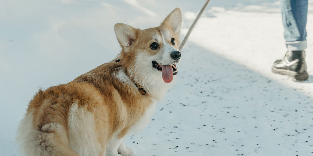 Hund i bånd. Men når er det båndtvang i Norge?