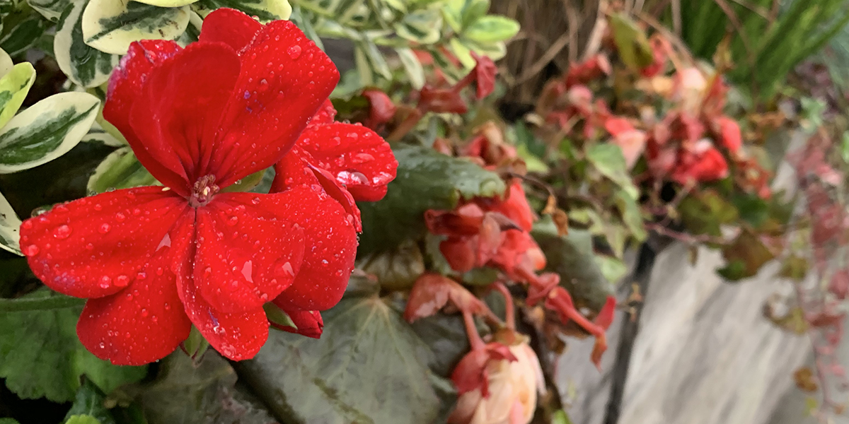 Kanskje vårt siste «utendørs, tett på blomst»-testbilde i år, men det er til gjengjeld svært godt.