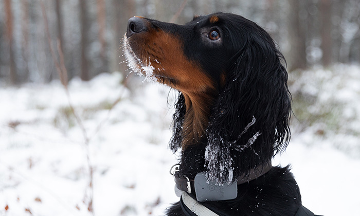 Mitt Spor-brikken festes trygt til hunden, slik at den enkelt kan GPS-spores via Mitt Spor-appen