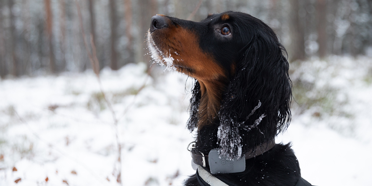 Hund som kan GPS-spores med Mitt Spor