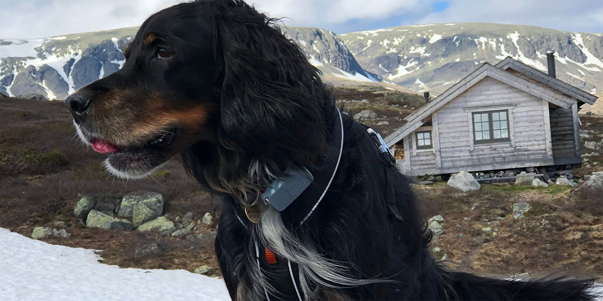 Tips når hunden er forsvunnet